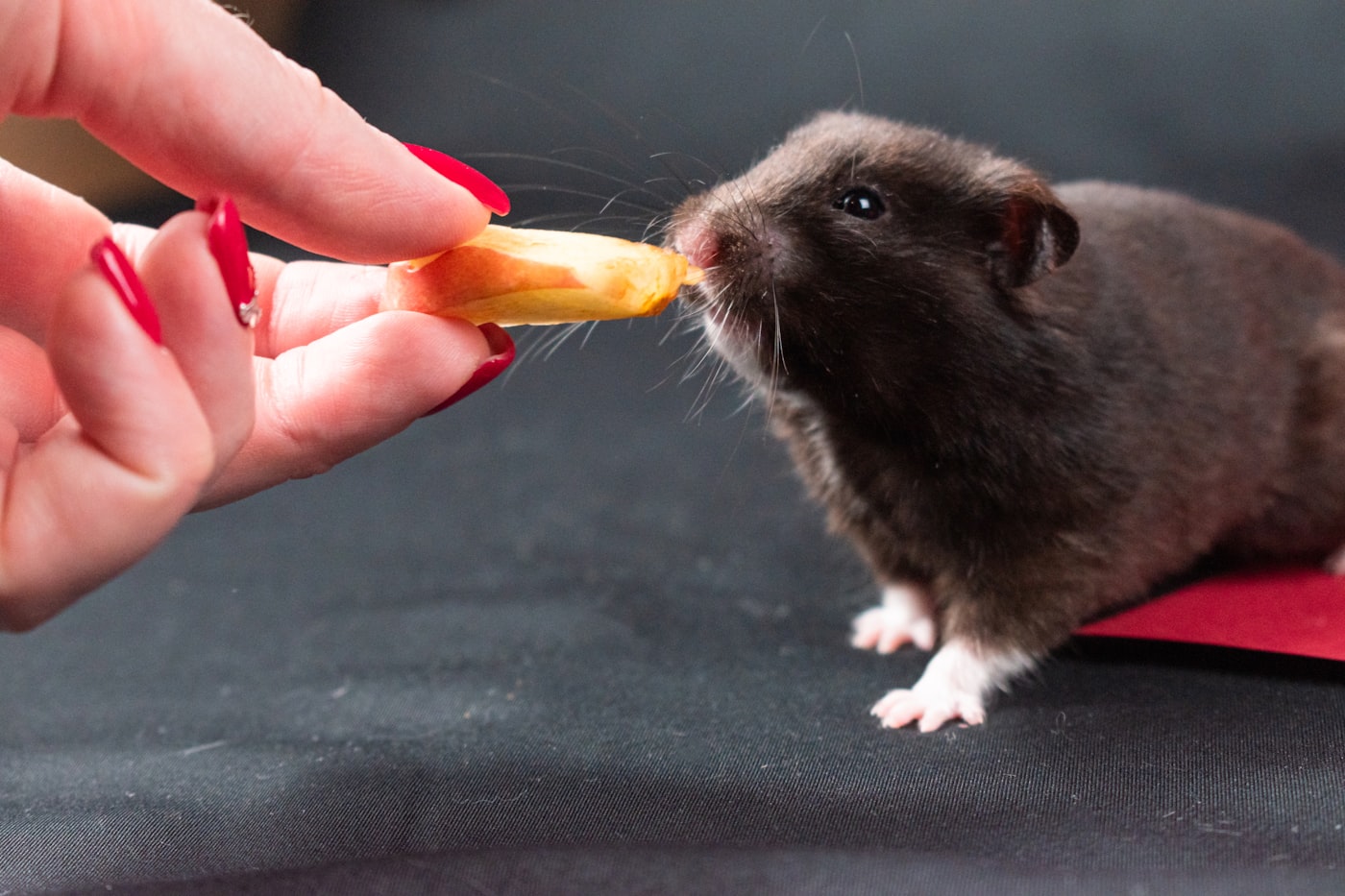 Versele-Laga Complete Hamster & Gerbil 500 g